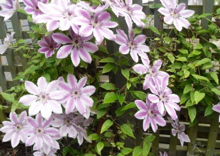 浅紫色花朵图片