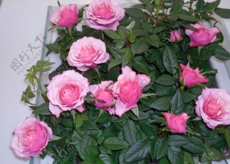 粉红色玫瑰花朵图片