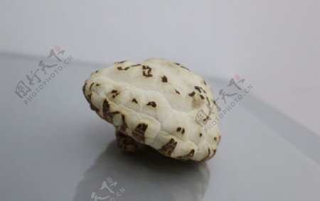 白花菇素材图片