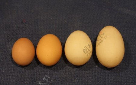 鸡蛋专题图片