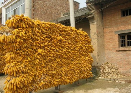 玉米架图片