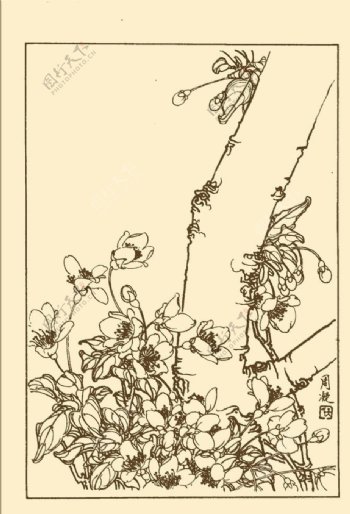 垂丝海棠图片