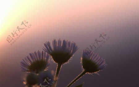 落日下的野花图片