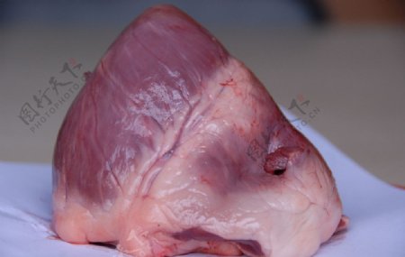 猪解剖心脏侧中图片