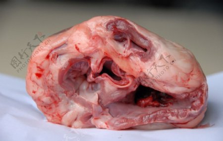 猪解剖心脏内侧图片
