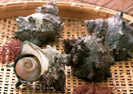 海鲜海螺海鲜贝类图片