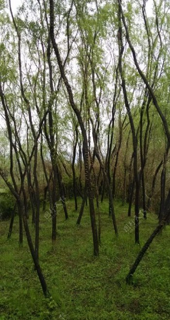 杭州西溪湿地公园图片