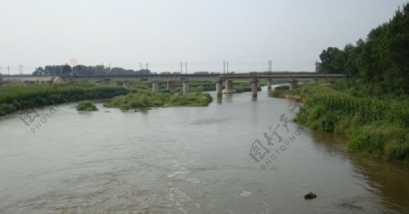 河桥绿树图片