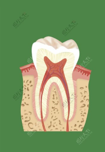 牙齿剖面图图片