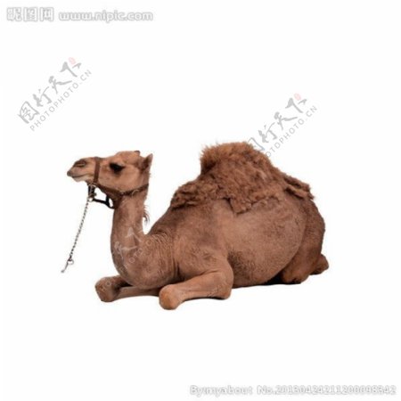 骆驼单峰骆驼图片