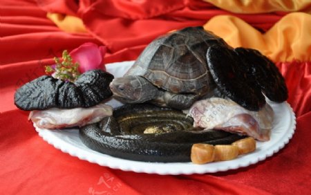灵芝炖水蛇老龟汤图片