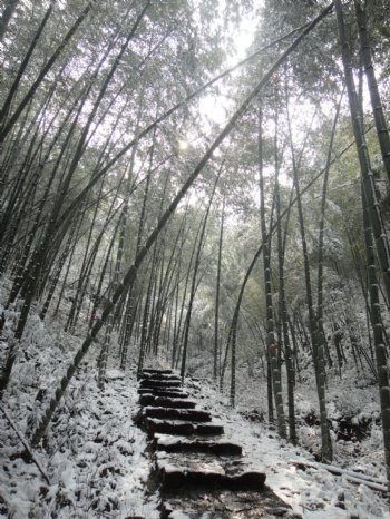 江南竹林雪景图片