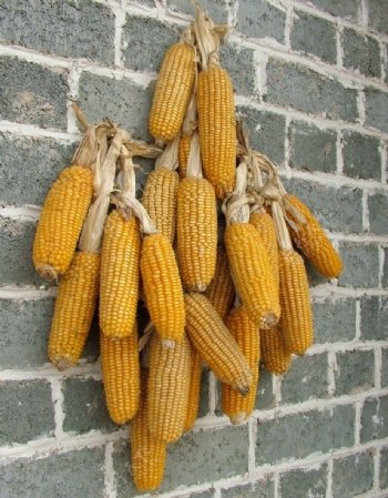 玉米挂件图片