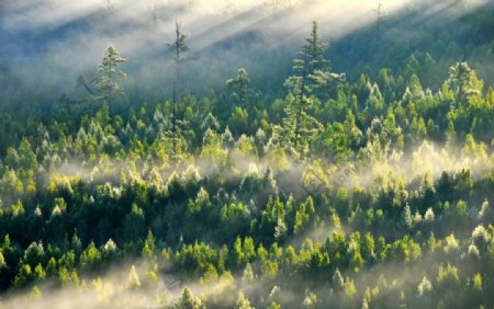 森林晨雾图片
