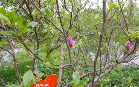 杭州西溪紫玉兰图片