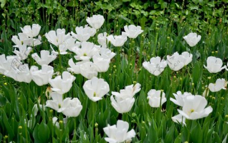 白色郁金香花海图片