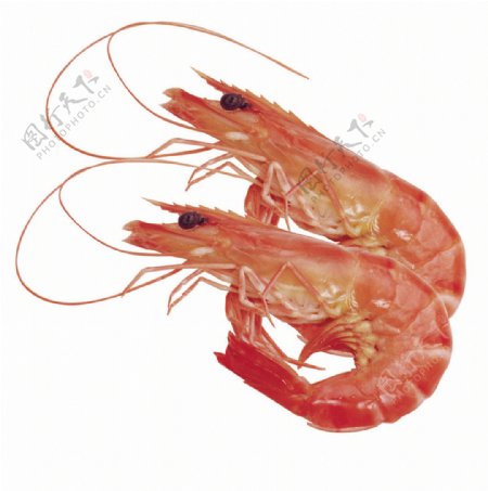 大红虾图片