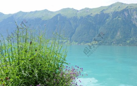 瑞士湖边野花图片