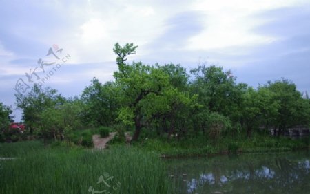 西溪湿地河流图片