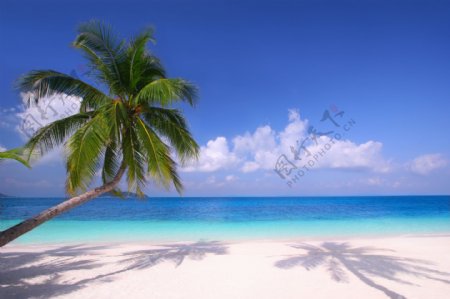 海边椰子树白云图片
