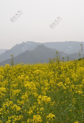 油菜花开时图片