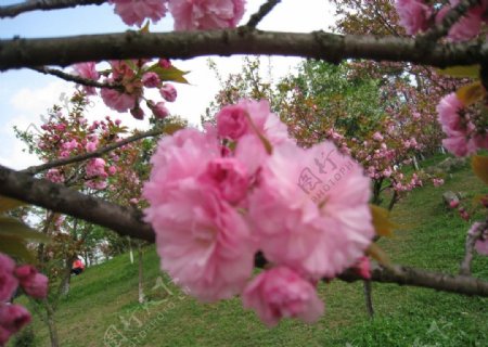 春季花开图片
