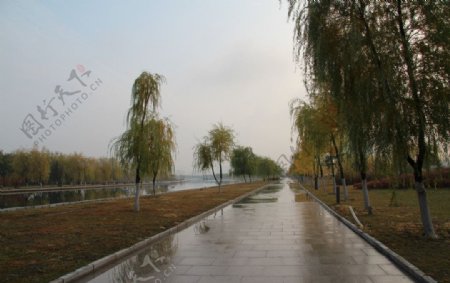 雨后杨柳岸图片