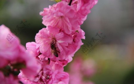 粉色樱花和蜜蜂图片