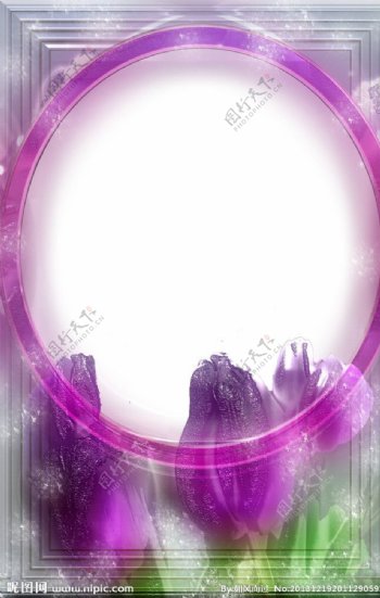 紫色郁金香相框图片