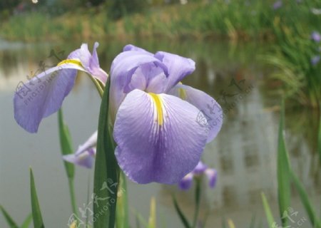 鸢尾花图片