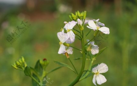 白色菜花图片