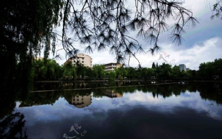 杭州市华家池风景图片