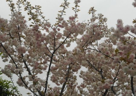茂盛樱花图片