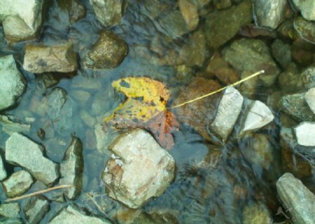 落叶流水图片
