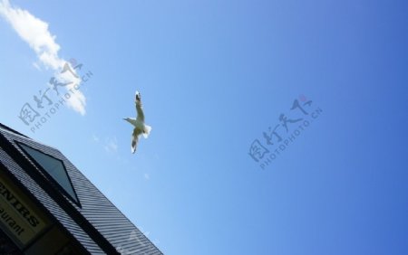 新西兰蒂卡波湖边追云的海鸥图片
