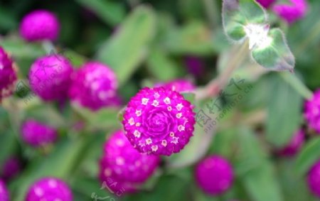 绝美紫色花朵图片