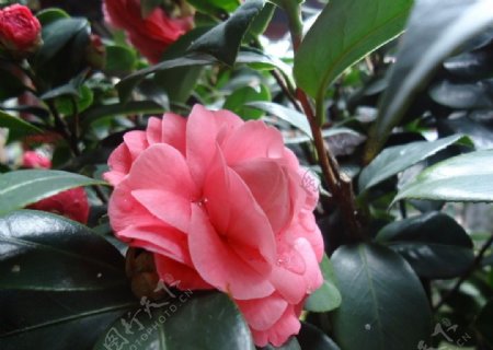 粉红山茶花图片