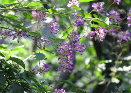 重渡沟紫色野花图片