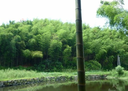 竹林中的小池塘图片