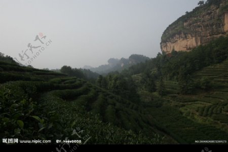 玉华洞茶山图片