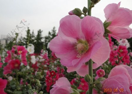 粉红色蜀葵花图片