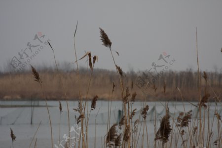 冬天秦湖湿地芦苇图片