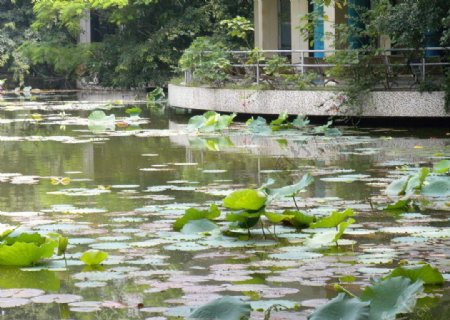 荷花池图片