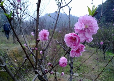 桃花图片