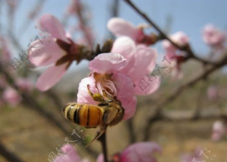 蜜蜂采花桃花图片
