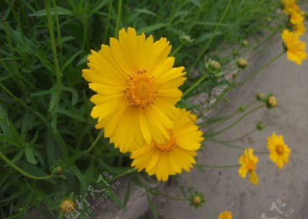 金鸡菊小波斯菊图片