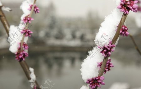 春雪压桃花图片