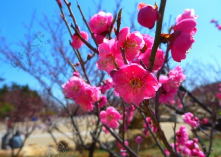 花草风景图片