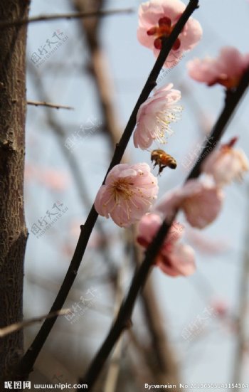 梅花与蜜蜂图片