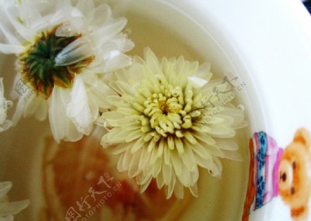 柠檬菊花茶图片